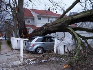 Homeowners Insurance - Preventing Tree Damage to Property